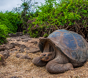Charles Darwin giant turtle ATC Cruises Galapagos Islands Ecuador