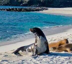 Sea lion mosquera islands Archipel ATC Cruises Galapagos Islands Ecuador