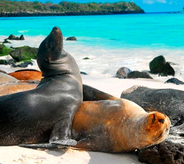 sea lion galapagos islands unique ATC Cruises Galapagos Islands Ecuador