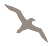 Galapagos waved albatross