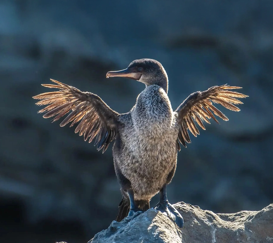 galapagos-wildlife-cruise