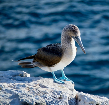 galapagos-solaris-yacht-premium-cruises