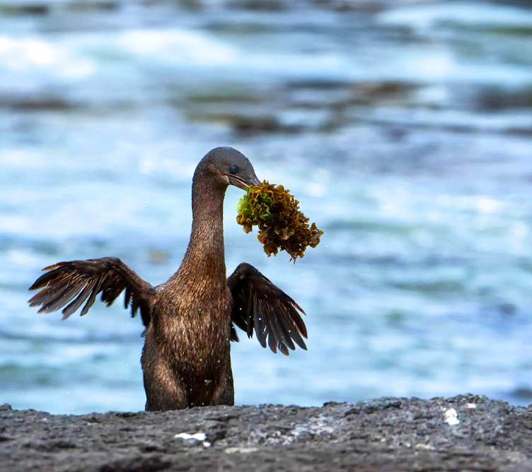 galapagos-wildlife-cruise-solaris