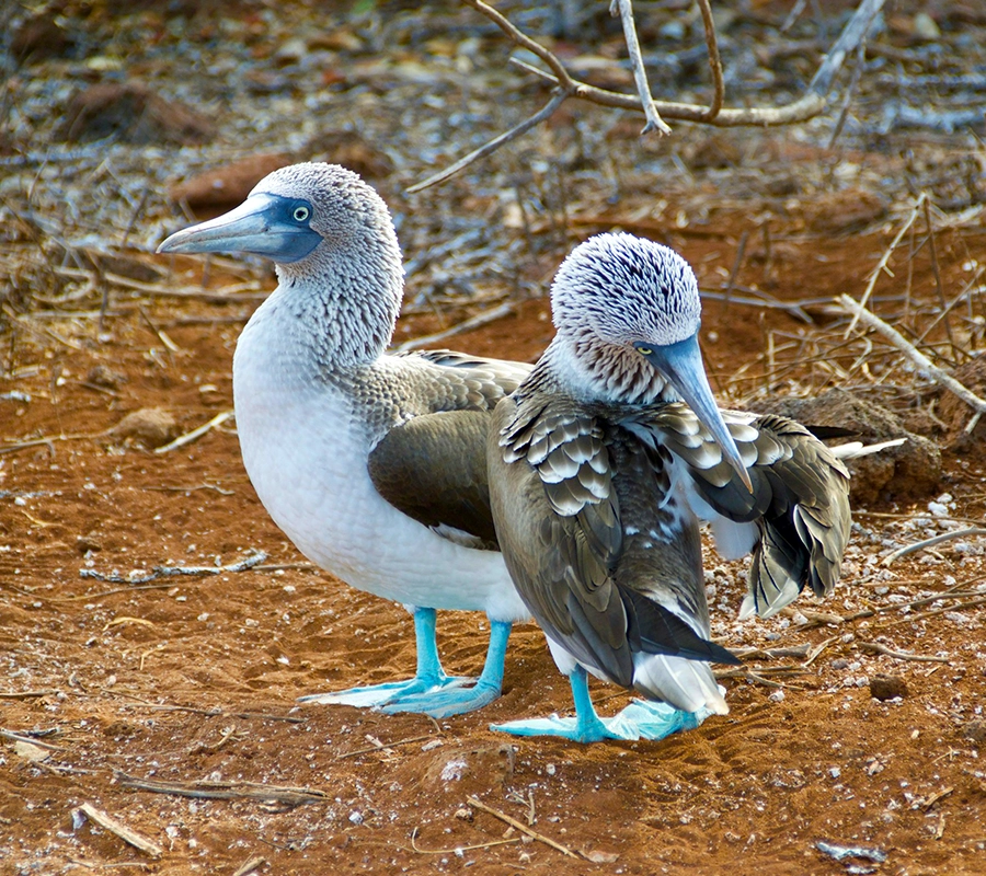 galapagos-blue-footed-solaris