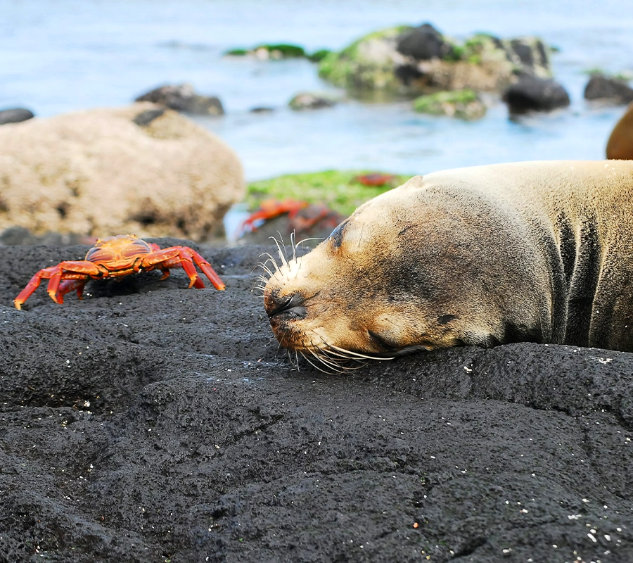 galapagos-sealion-solaris